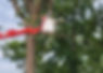 tree-trimming.jpg