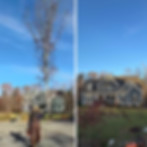 Tree Removal