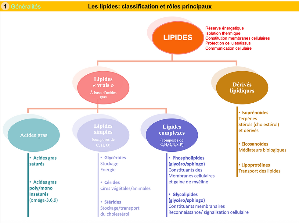 Miniature : Les Essentiels Biochimie Structurale "Les lipides"