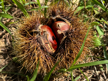 11月1日(土) さわさわひろば