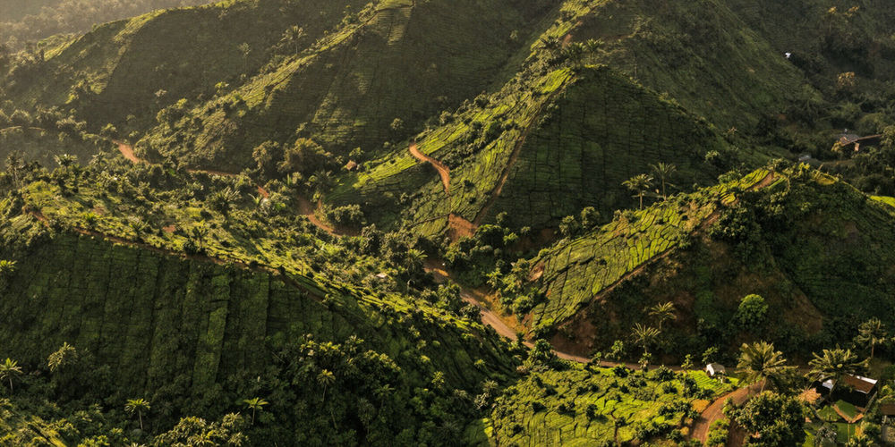 Kerala hill plantations