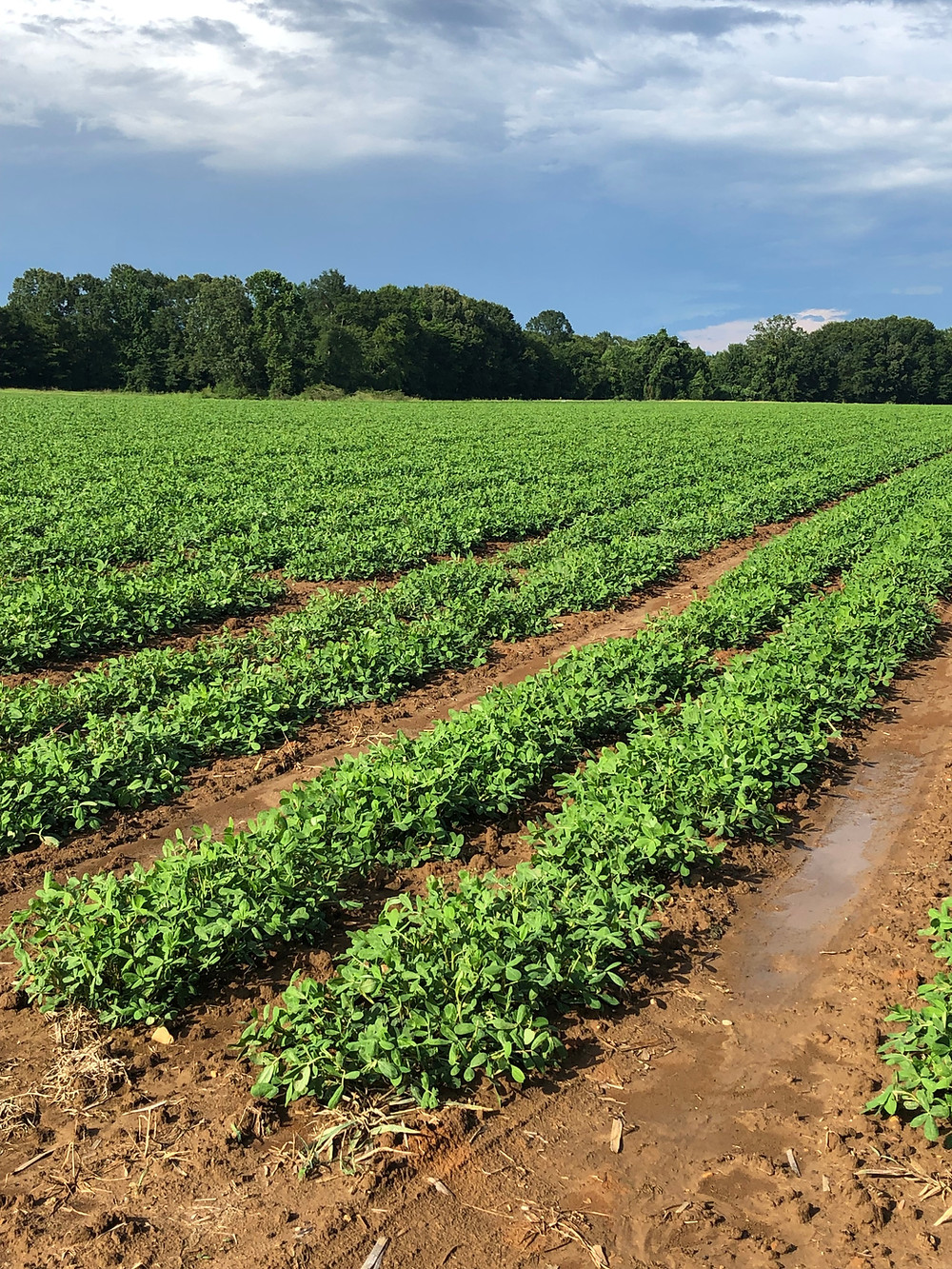 Peanuts Are Growing Peanuts Are Growing