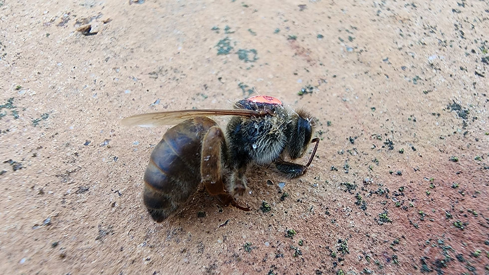 Pourquoi les abeilles tuent leur reine ?