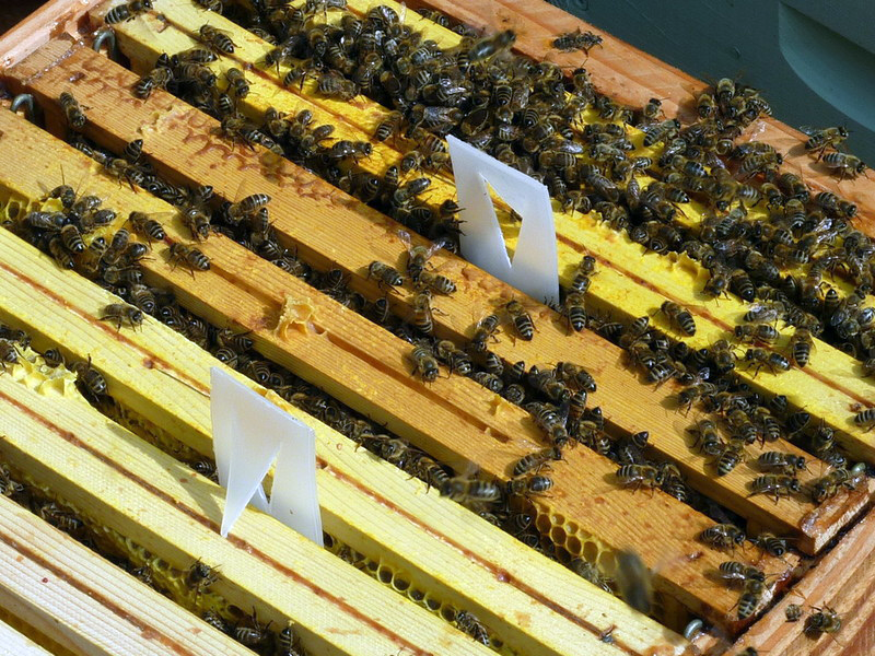 essaim d'abeille reine fécondée buckfast ruche dadant apiculture apiculteurs apicole varroa miel abeilles apivar male noire matériel rucher frelon asiatique faux bourdon warre