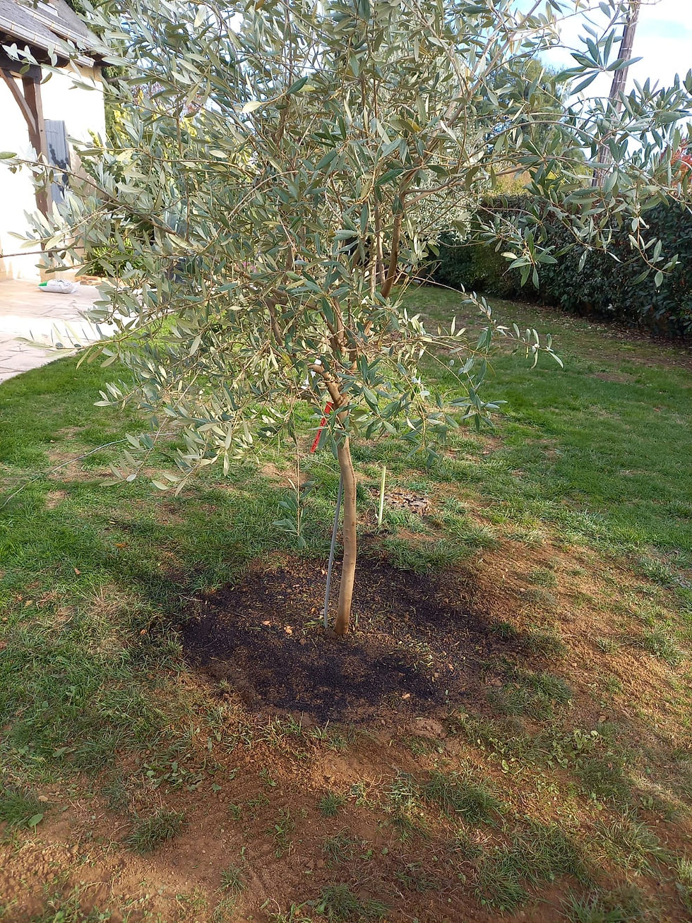 Plantation d'oliviers