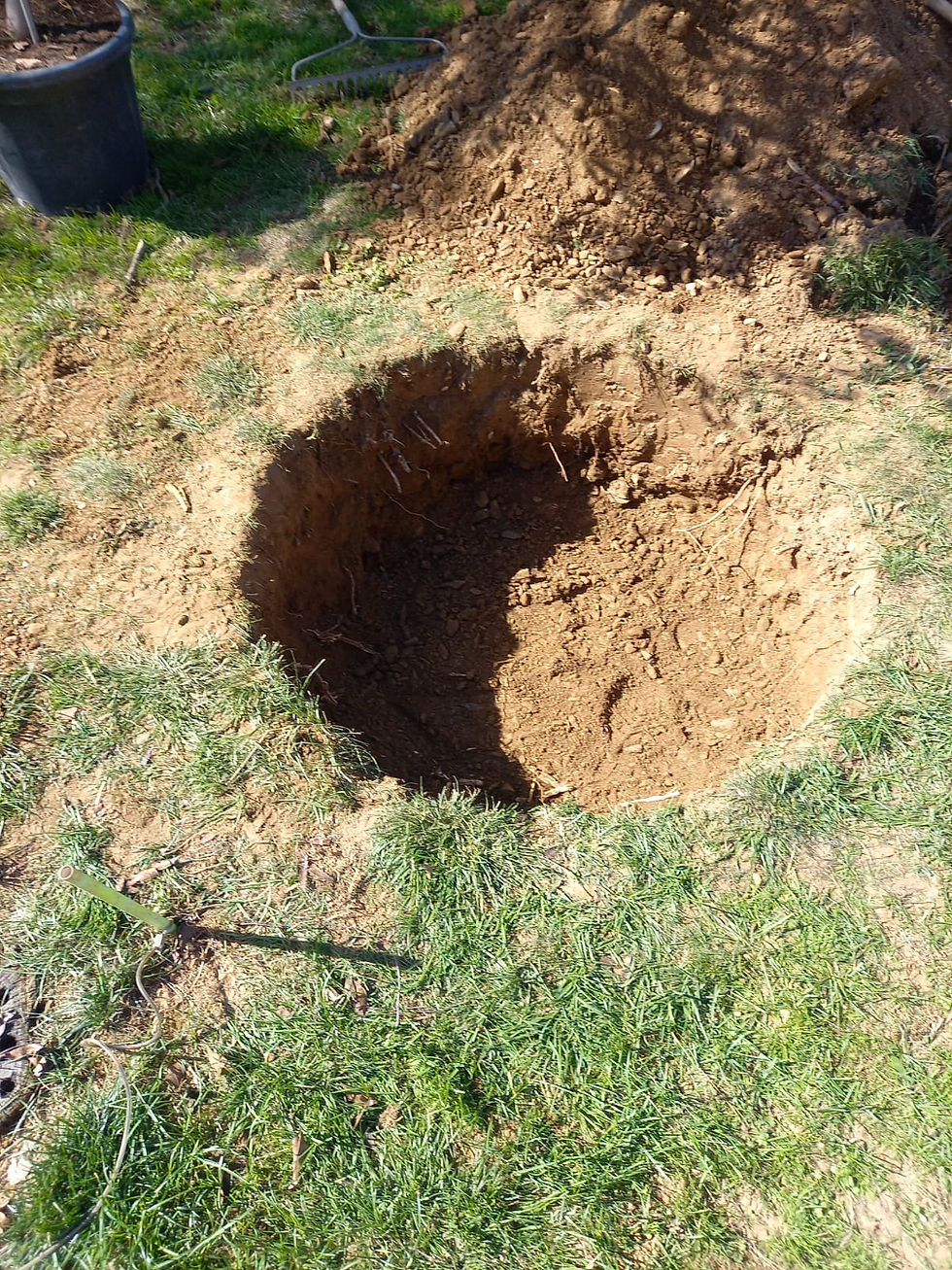 Préparation plantation d'arbre