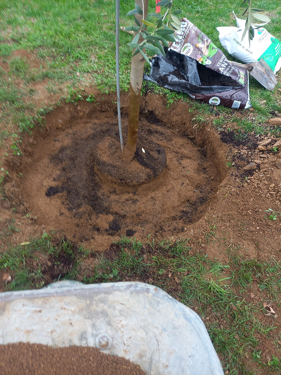 Plantation d'oliviers