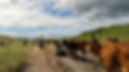 Tanzania cattle Maasai