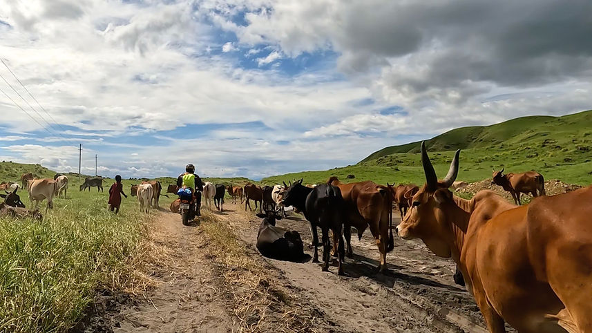 Tanzania cattle Maasai