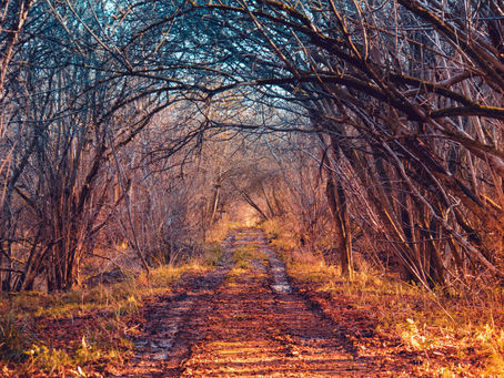 A woodland in winter by HeardinLondon