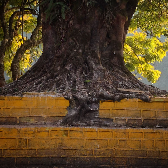 The roots of a tree leak through the brick work on  a roundabout in Pokhara, Nepal.  The top two layers of bricks are painted yellow and the tree trunk is visible. 