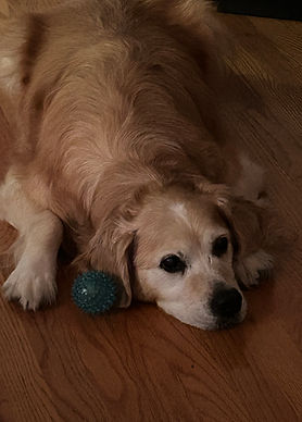 Blind Dog.jpeg
