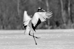 dancing crane