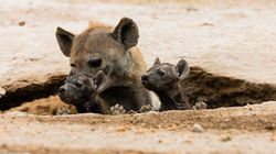 hyaena