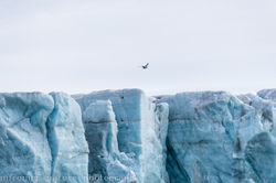 glacier cliff w birds, Kvitoya