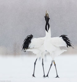 Cranes in trance