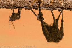 Reflection of oryx and giraffe