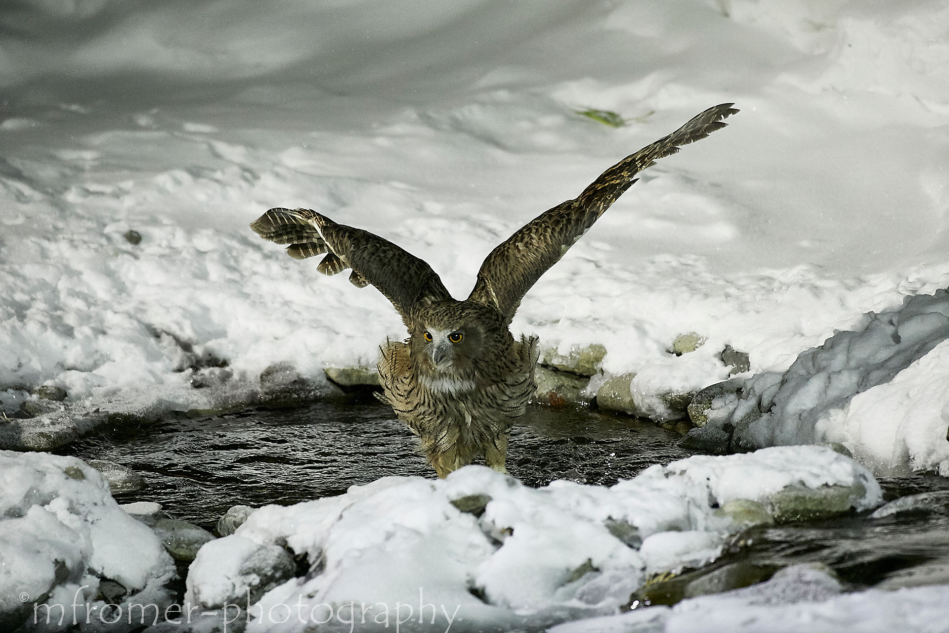 fishing owl