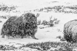 2 musk ox bull B&W
