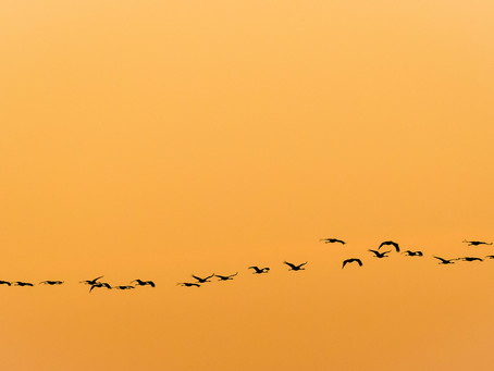 European Crane Photography in Spain
