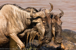 exhausted after a crossing