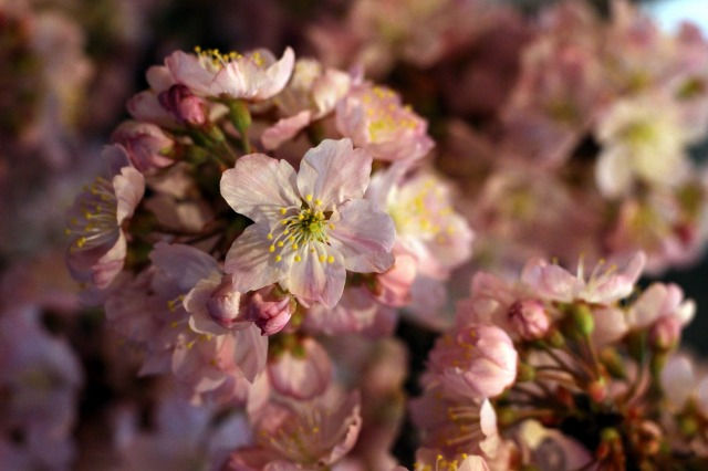 春めき桜