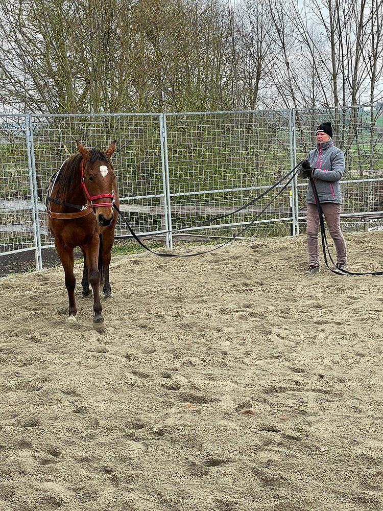 Monty Roberts Licol Dually - Licol D'Entraînement Breveté Pour Cheval, Idéal Dressage Et Maniement