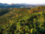 Região do Cerrado Mineiro - Brazilian Specialty Coffee
