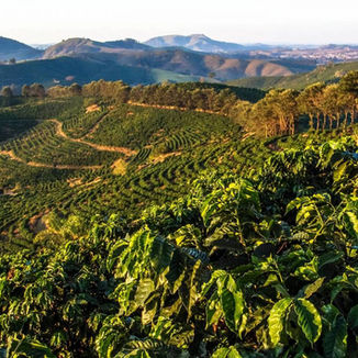 Discover Cerrado Mineiro coffee: Brazil’s specialty coffee powerhouse