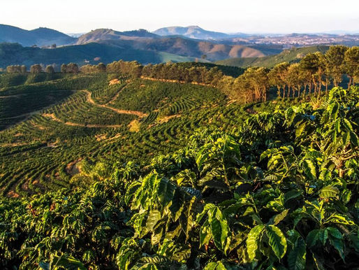 Discover Cerrado Mineiro coffee: Brazil’s specialty coffee powerhouse