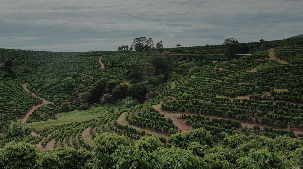 Norte Pioneiro do Paraná - Cafés Especiais do Brasil