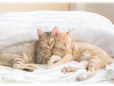 8 Surprising Facts About Cats That You May Not Know