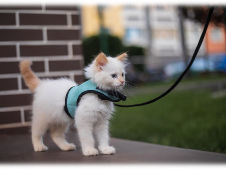 How to Leash Train a Cat