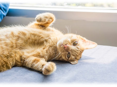 Why Does My Cat Have a Belly Flap?