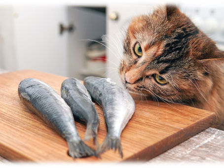 Why Do Cats Like to Eat Fish?