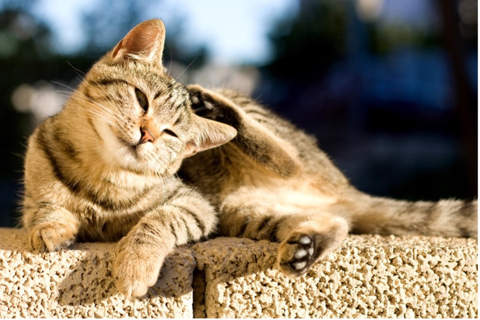3 Most Common Cat Allergies and Their Symptoms