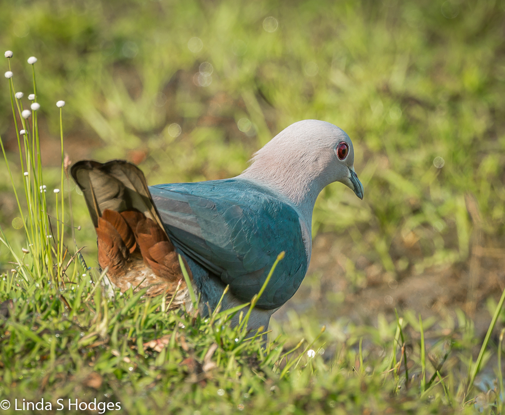 Green Imperial Pigeon