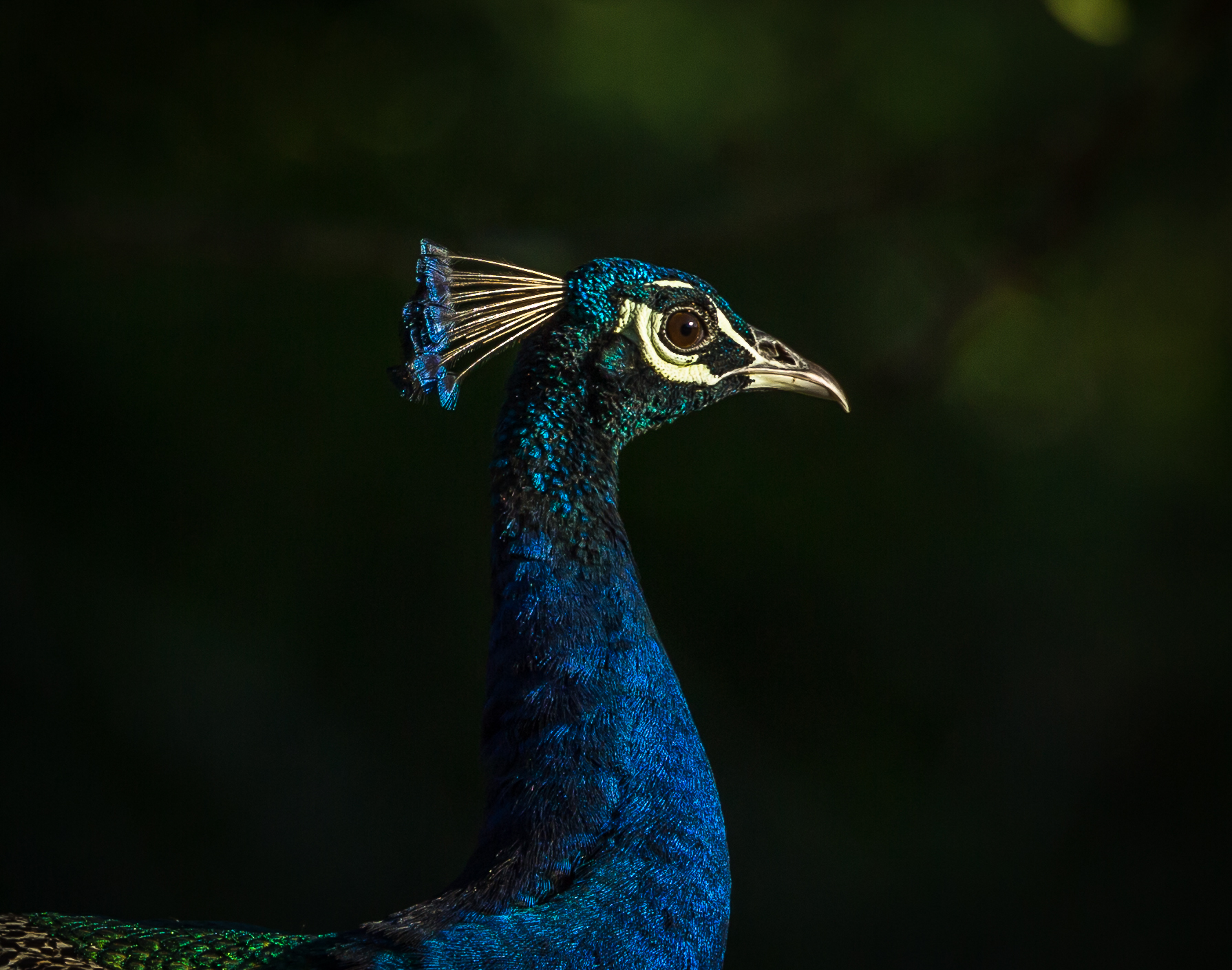 Peacock head