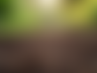 Transform Your Lot: Professional Excavating and Mulching