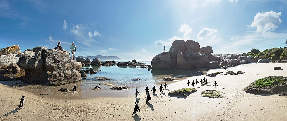 people-enjoying-the-penguins-on-boulders-beach