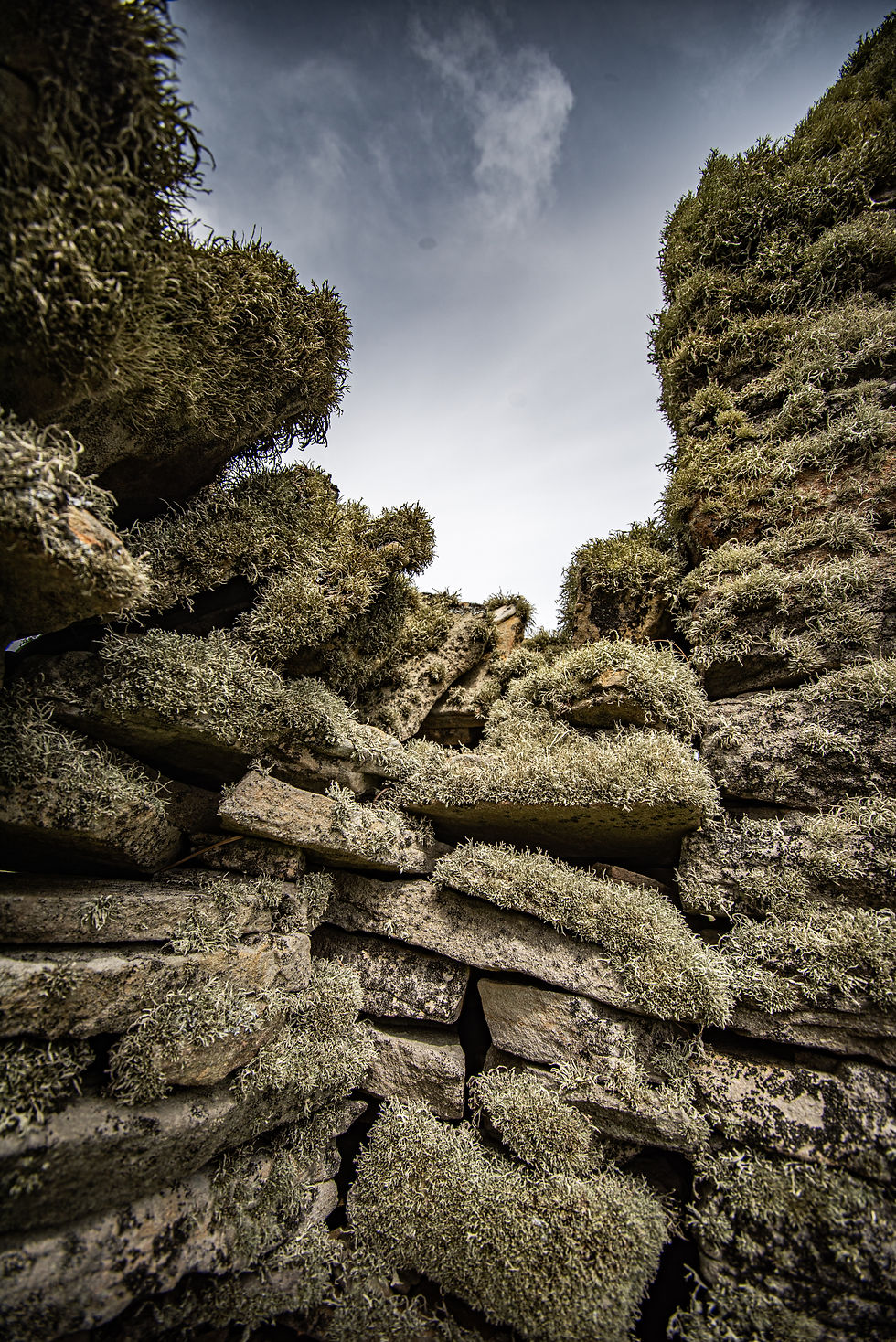 A dry stone wall coved in lichen on the isle of Bressay
