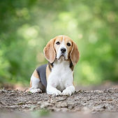 Tucker & Cooper (6)_edited.jpg