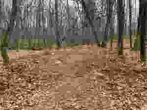Coop location, backyard himestead chicken