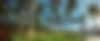 lawn pano.jpg