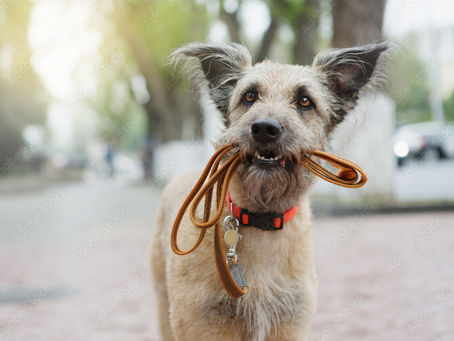 Big hearts wanted: Toronto drops fees to get large dogs adopted over the holidays