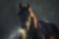 Horse.jpg