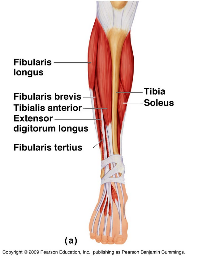Detailed medical illustrations showing lower leg, hip, and thigh anatomy—including the iliotibial tract, vastus lateralis, and glutes—targeted when using a massage gun for IT band relief.