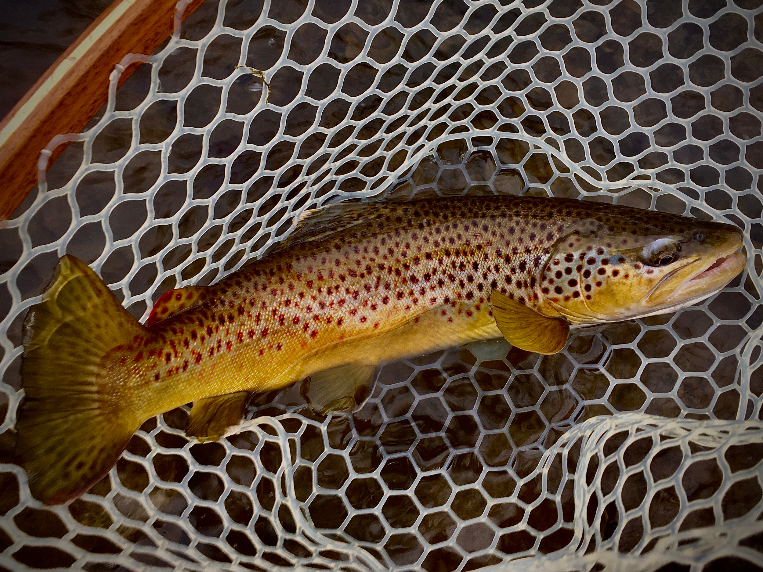 Central New York Fly Fishing | Upstate New York | Guided Fly Fishing