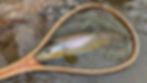 A nice Central NY brown trout with an Edgewood Outdoors fishing net.
