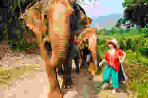 Elephant Sanctuary is a enclave for rescued elephants that were abused in tourist trade, circus or other.
